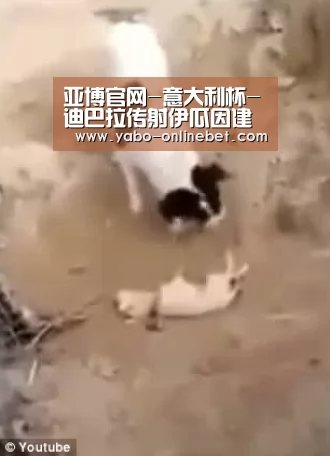 亚博官网